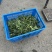 低价甩卖上海本地头茬新鲜菜心菜尖菜苔青菜苔地