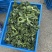 低价甩卖上海本地头茬新鲜菜心菜尖菜苔青菜苔地