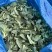 低价甩卖上海本地头茬新鲜菜心菜尖菜苔青菜苔地