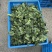 低价甩卖上海本地头茬新鲜菜心菜尖菜苔青菜苔地