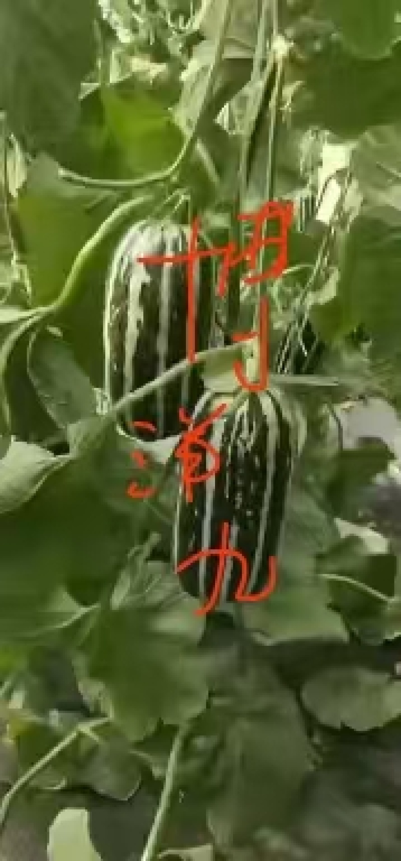 博洋9号，大量有货，产地一手货源，欢迎新老客户前来合作