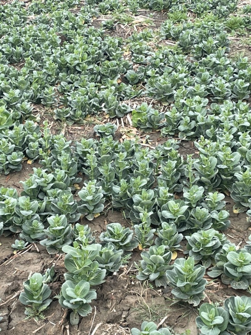 精品菜苔菜心