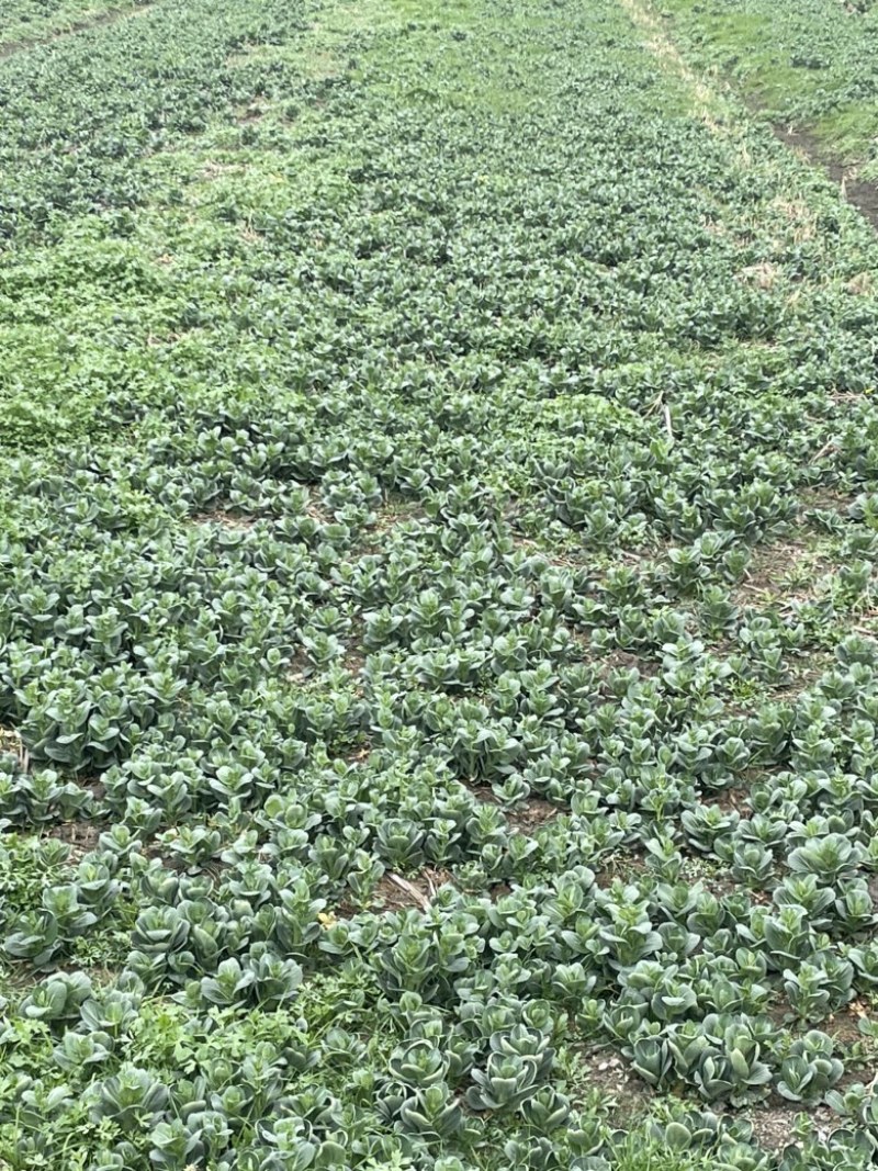 精品菜苔菜心