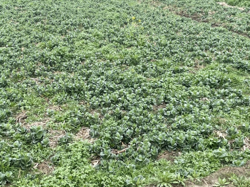 精品菜苔菜心