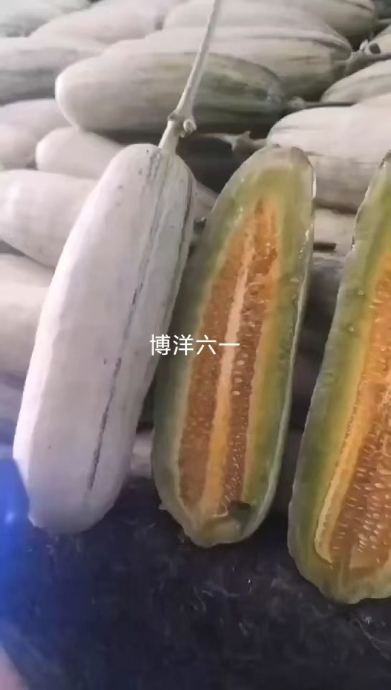 博洋六一甜瓜，产地一手货源，量大优惠欢迎新老客户前来合作