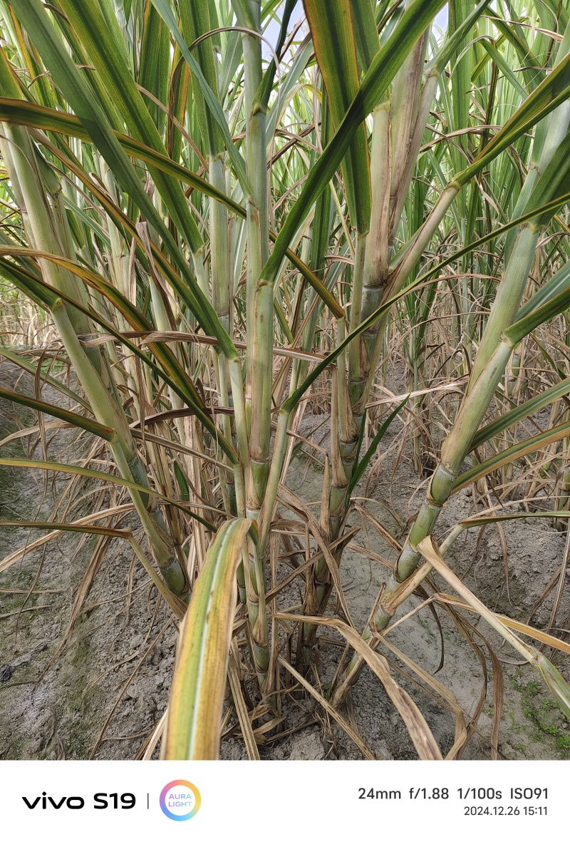 (广东农科院）粤翠青皮果甘蔗种苗,没有裂口的一款果甘蔗