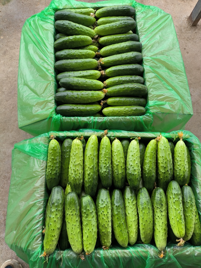 湖北随州精品旱黄瓜，货源充足，现摘现发，实物为准