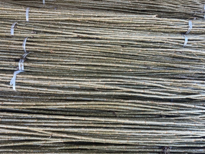 107杨树苗