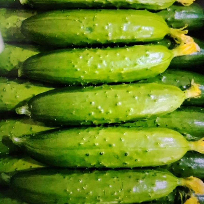《湖北荆州》精品旱黄瓜，货量充足现摘现发实物为准