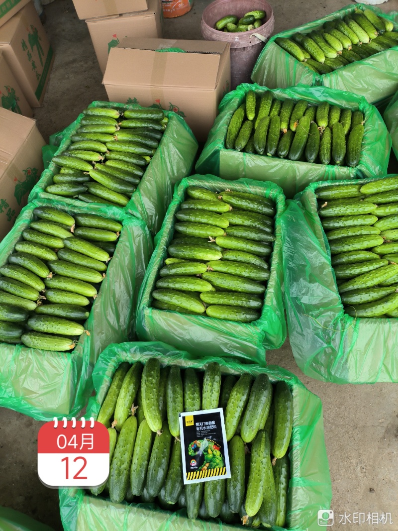 《湖北荆州》精品旱黄瓜，货量充足现摘现发实物为准