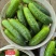 《湖北荆州》精品旱黄瓜，货量充足现摘现发实物为准