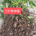 三叶青苗药材基地直发提供技术指导欢迎致电咨询