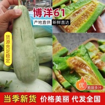 【博洋61】新乐博洋甜瓜头茬瓜形好糖分足耐运输承接电商直