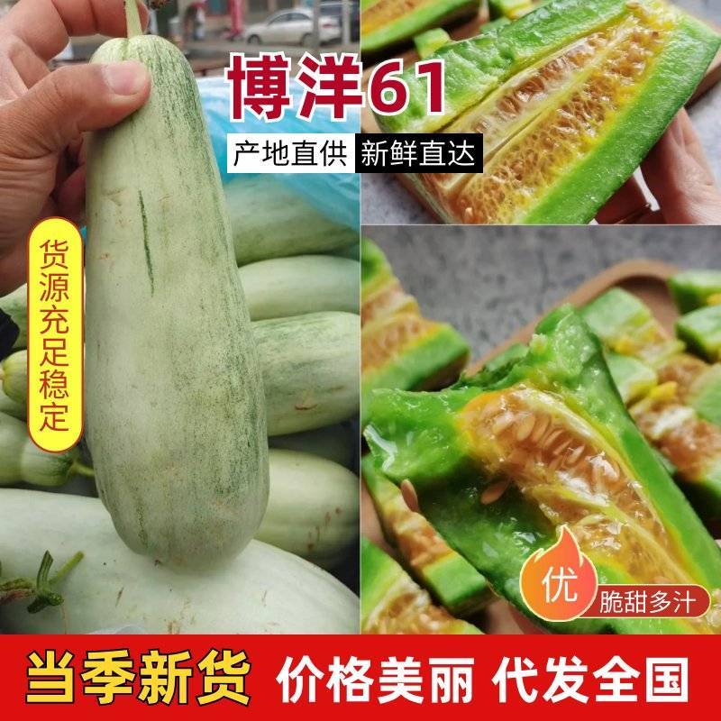 【博洋61】新乐博洋甜瓜头茬瓜形好糖分足耐运输承接电商直