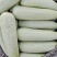 【博洋61】新乐博洋甜瓜头茬瓜形好糖分足耐运输承接电商直