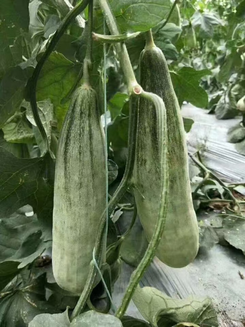 【博洋61】新乐博洋甜瓜头茬瓜形好糖分足耐运输承接电商直