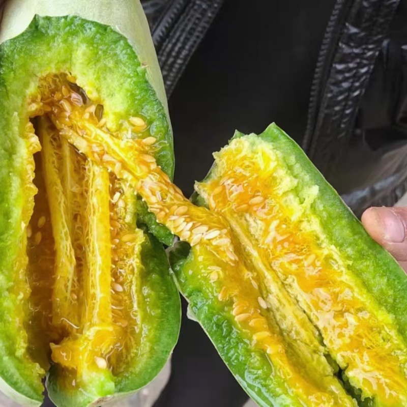 【博洋61】新乐博洋甜瓜头茬瓜形好糖分足耐运输承接电商直