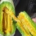 【博洋61】新乐博洋甜瓜头茬瓜形好糖分足耐运输承接电商直