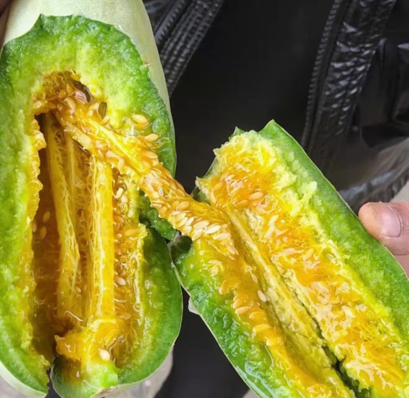 【博洋61】新乐博洋甜瓜头茬瓜形好糖分足耐运输承接电商直