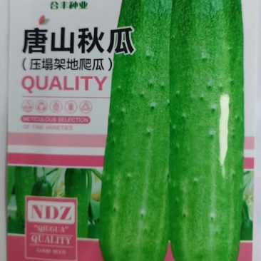唐山秋瓜-黄瓜种子肉质脆嫩耐热耐寒抗病力强春秋可种