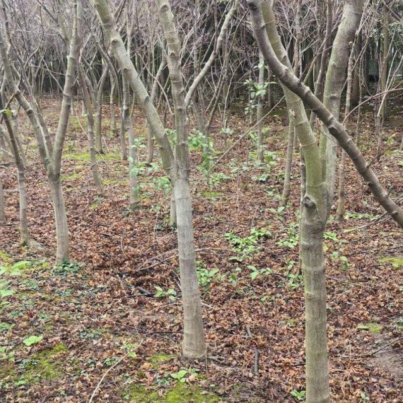 中国红枫规格齐全易成活价格实惠欢迎联系基地直供