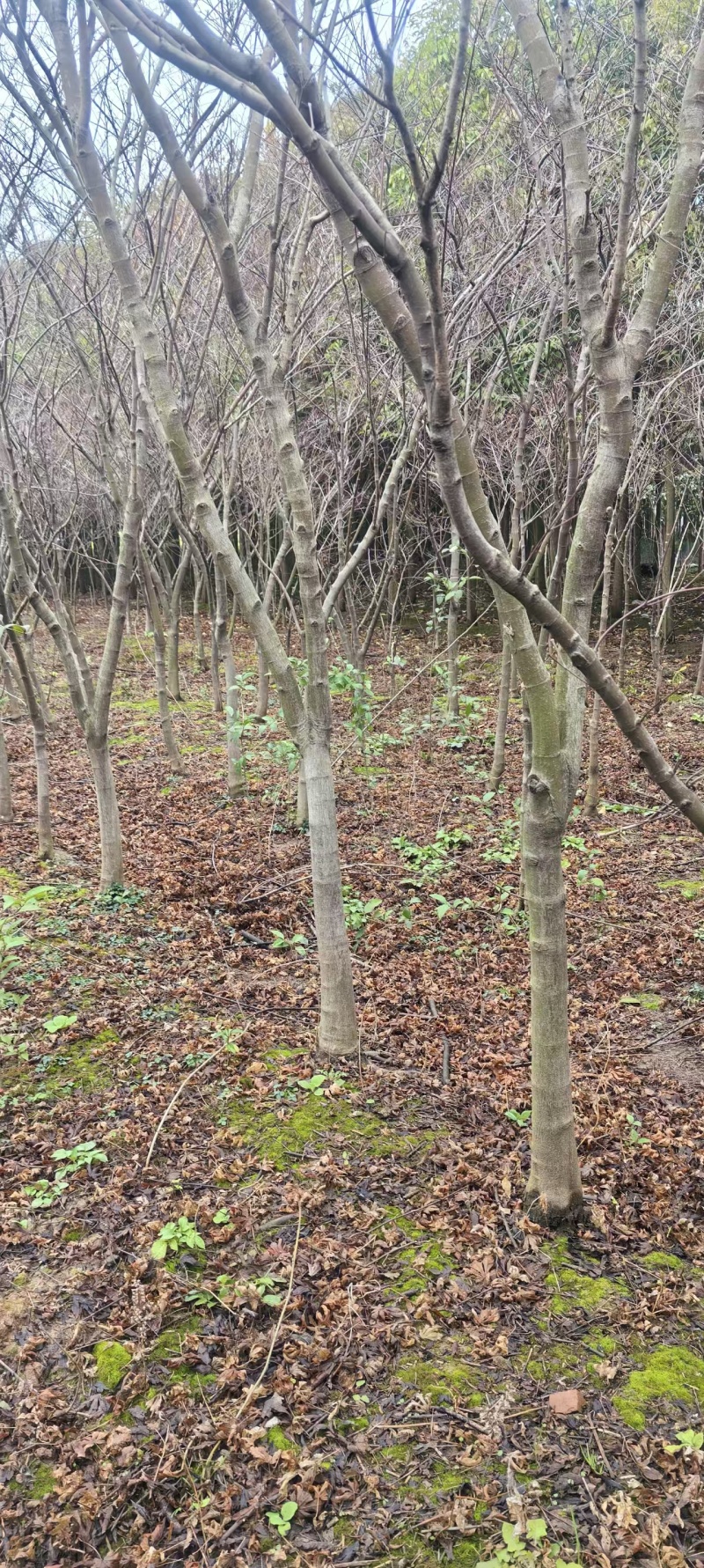 中国红枫规格齐全易成活价格实惠欢迎联系基地直供
