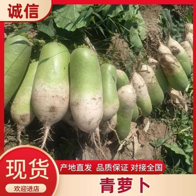 山西萝卜山西忻州产地货源充足对接市场商超欢迎联系