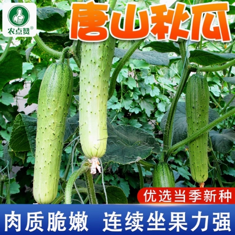 唐山秋瓜-黄瓜种子肉质脆嫩耐热耐寒抗病力强春秋可种