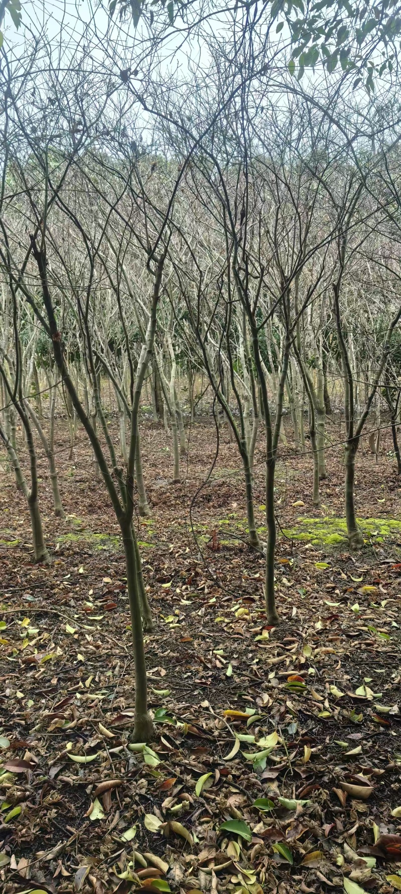 中国红枫规格齐全易成活价格实惠欢迎联系基地直供