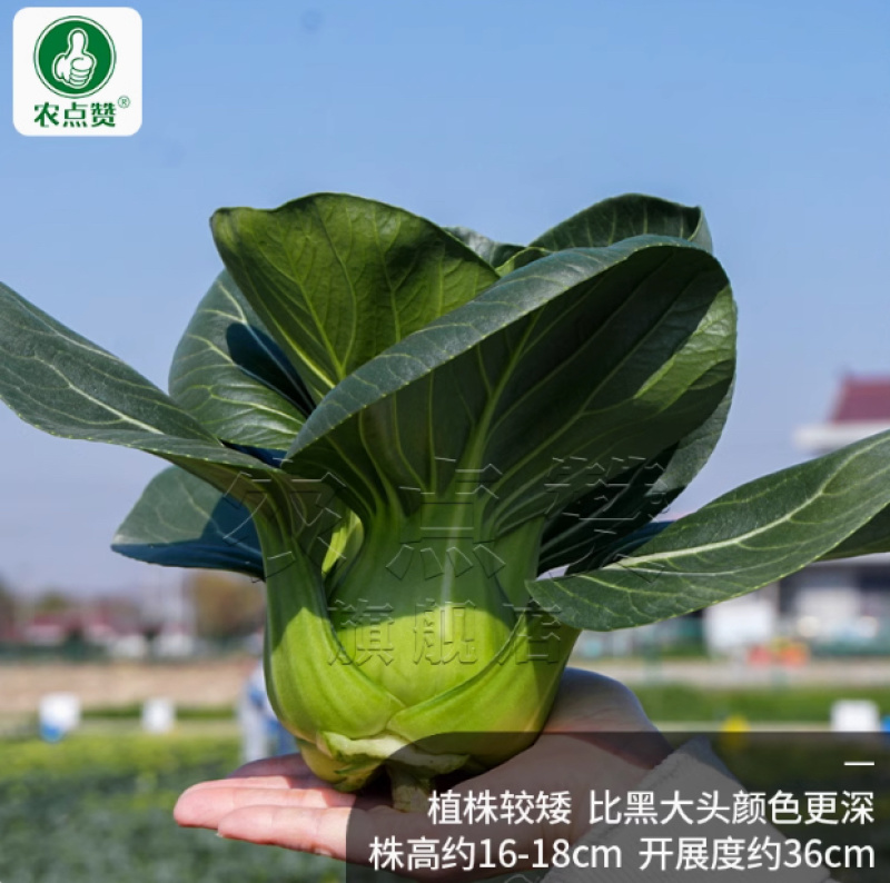 黑苏999-苏州青种子早熟丰产耐热耐寒抗病叶片厚无纤维