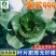 黑苏999-苏州青种子早熟丰产耐热耐寒抗病叶片厚无纤维