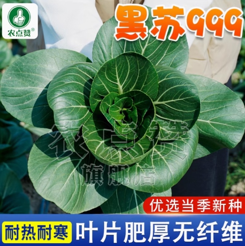 黑苏999-苏州青种子早熟丰产耐热耐寒抗病叶片厚无纤维