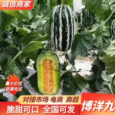 精品博洋甜瓜我地区博洋九大量上市中，需要的朋友联系我！