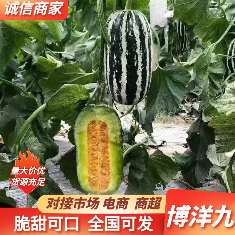 精品博洋甜瓜我地区博洋九大量上市中，需要的朋友联系我！
