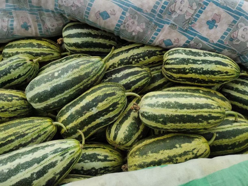 【博洋九号】石家庄甜瓜一手货源脆皮熟度刚好大小都有