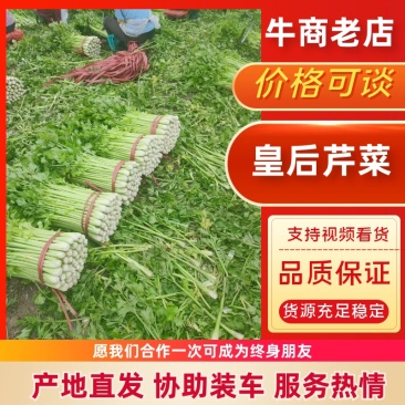 大棚芹菜法国皇后芹菜河北芹菜65cm以上好菜不贵