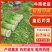 大棚芹菜法国皇后芹菜河北芹菜65cm以上好菜不贵