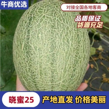 海南25号哈密瓜西州蜜，各种蜜瓜大量供应