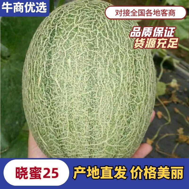 海南25号哈密瓜西州蜜，各种蜜瓜大量供应