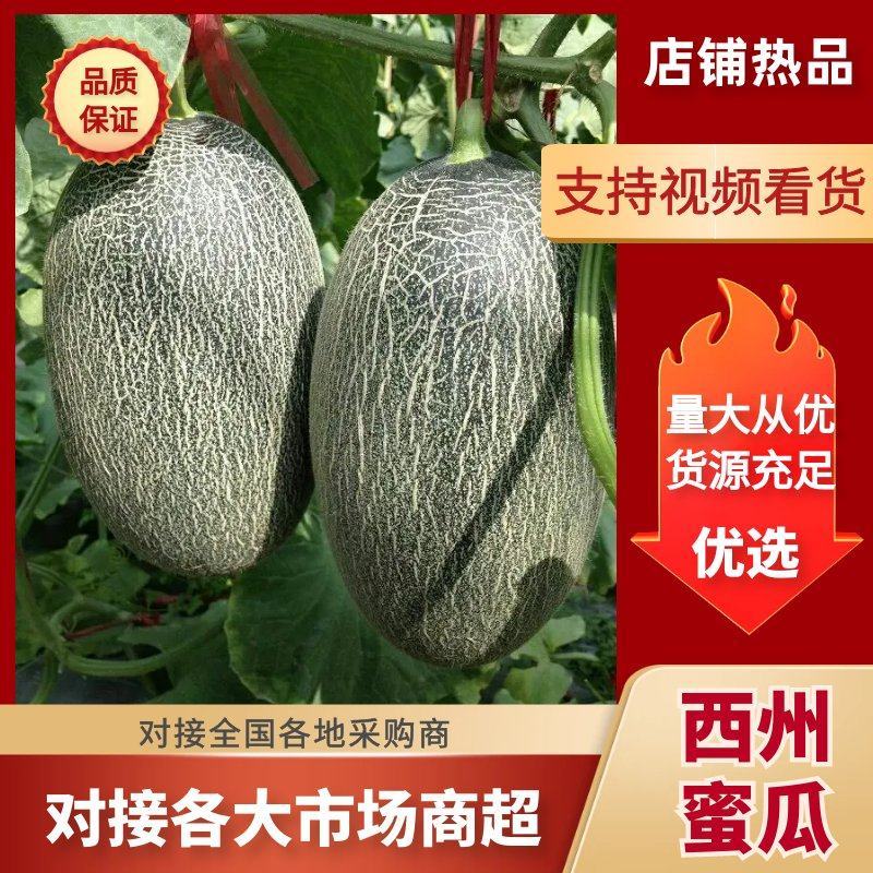 西州蜜瓜3斤以上椭圆形哈密瓜甜度高全国发货