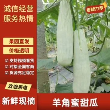 羊角酥0.5斤以上羊角蜜甜瓜大量现货上市精品甜瓜