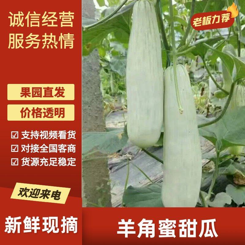 羊角酥0.5斤以上羊角蜜甜瓜大量现货上市精品甜瓜