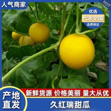 1.5斤以上久红瑞甜瓜精品基地直发各种甜瓜产品