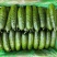 湖北旱黄瓜，大量上市中，货源充足，现摘先发实物为准