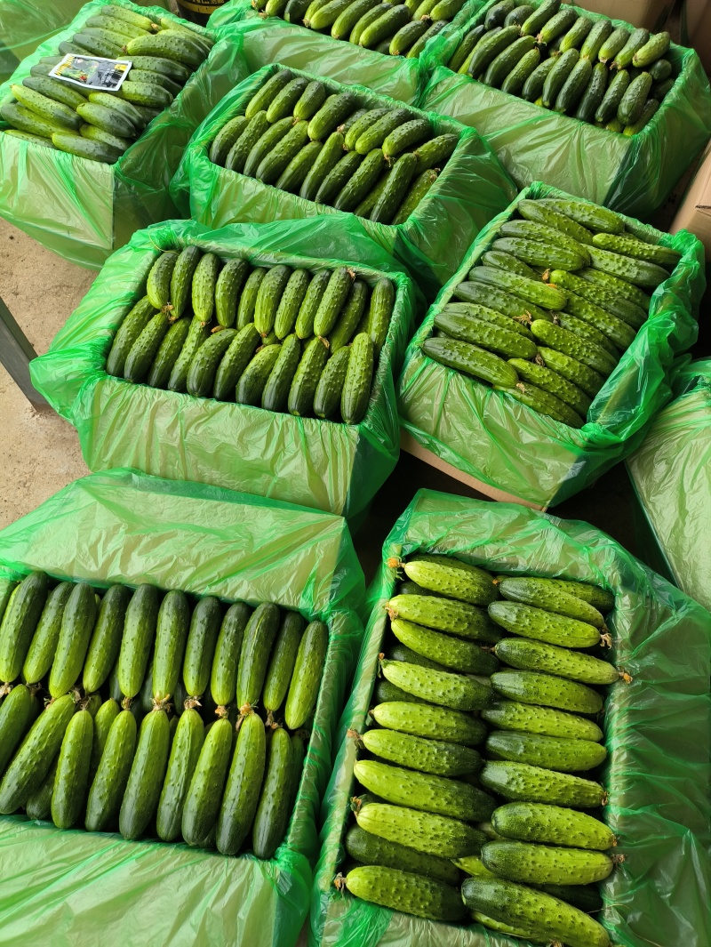 湖北旱黄瓜，大量上市中，货源充足，现摘先发实物为准