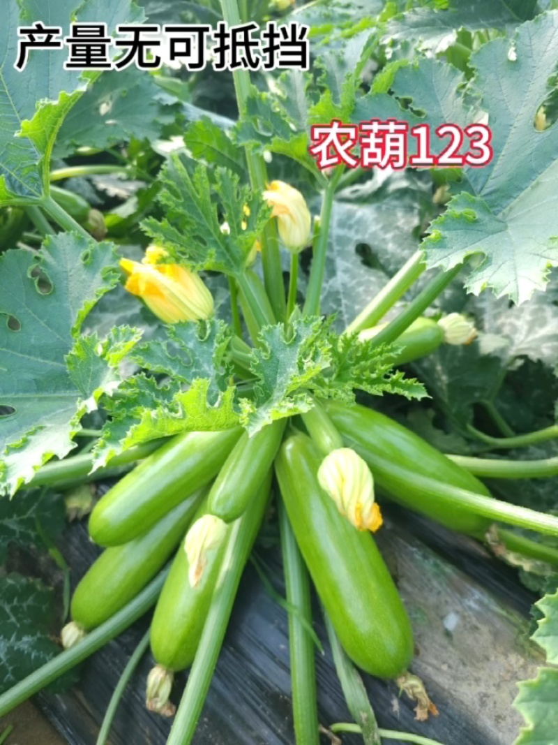 西葫芦种子农葫123油绿条瓜码密抗病保护地露地春秋