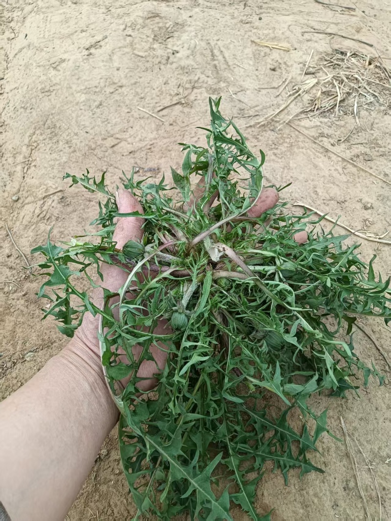 新鲜蒲公英