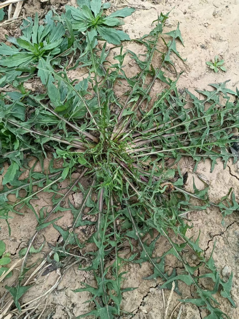 新鲜蒲公英