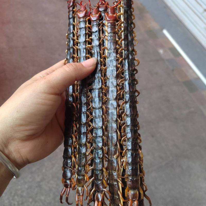 广西大蜈蚣18公分-23公分精品