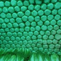 黄心大白菜个个精品菜